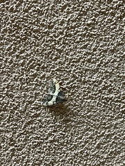 Frederickia hypaethrata