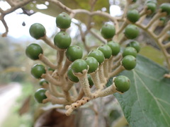 (c) Skjold Søndergaard, some rights reserved (CC BY) Solanum albidum, photograph (c) Skjold Søndergaard, some rights reserved (CC BY)