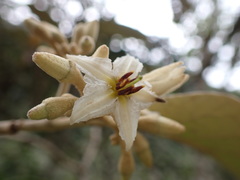 (c) Skjold Søndergaard, some rights reserved (CC BY) Solanum albidum, photograph (c) Skjold Søndergaard, some rights reserved (CC BY)