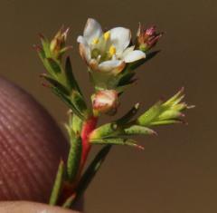 Diosma meyeriana