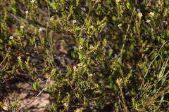 Diosma meyeriana