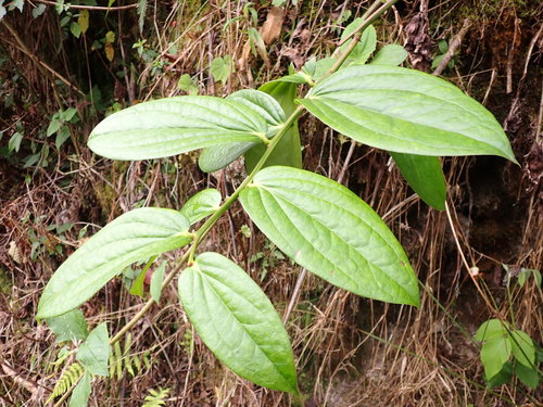 Ecuadorian Sarsaparilla (Smilax purhampuy)