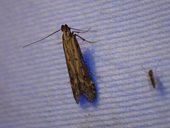 Metzneria paucipunctella