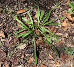 Lactuca graminifolia