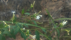 Jasminum lanceolarium