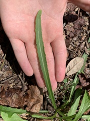 Lactuca graminifolia
