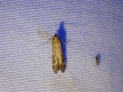 Metzneria paucipunctella