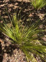 Lomandra brevis