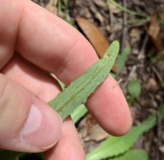 Lactuca graminifolia