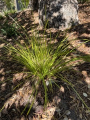 Lomandra brevis