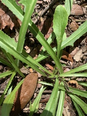 Lactuca graminifolia