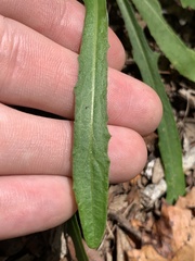 Lactuca graminifolia