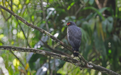 Buteogallus schistaceus