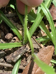Lactuca graminifolia