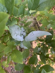 Erysiphe vaccinii