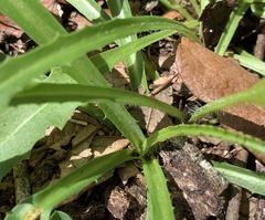 Lactuca graminifolia