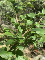 Erysiphe vaccinii