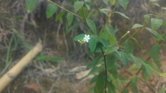 Jasminum lanceolarium