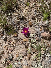 Mammillaria hernandezii