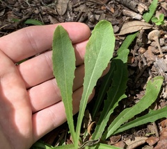 Lactuca graminifolia