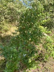 Erysiphe vaccinii