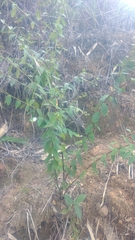 Jasminum lanceolarium