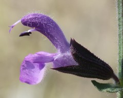 Salvia pratensis haematodes