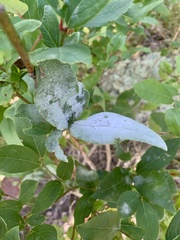 Erysiphe vaccinii