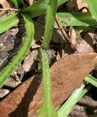 Lactuca graminifolia