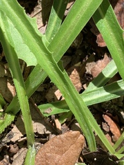 Lactuca graminifolia
