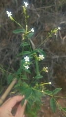 Jasminum lanceolarium