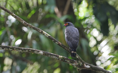 Buteogallus schistaceus