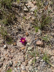 Mammillaria hernandezii