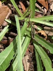 Lactuca graminifolia