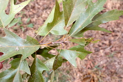 Quercus × heterophylla