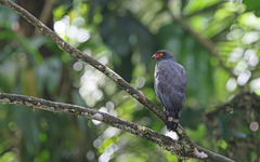 Buteogallus schistaceus