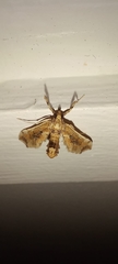 Leucinodes laisalis