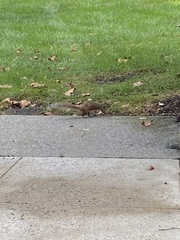 Sciurus carolinensis