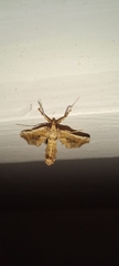Leucinodes laisalis
