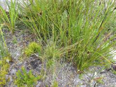 Pentameris malouinensis