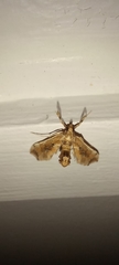 Leucinodes laisalis