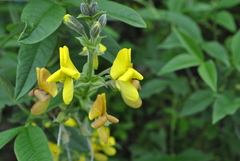 Piptanthus nepalensis