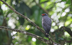 Buteogallus schistaceus