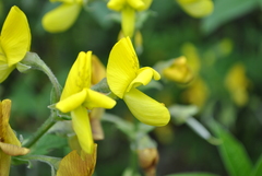 Piptanthus nepalensis