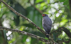 Buteogallus schistaceus