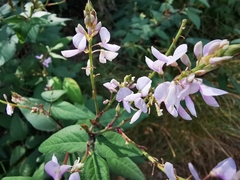 Desmodium lindheimeri