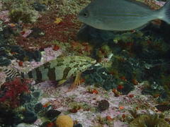 Spondyliosoma emarginatum