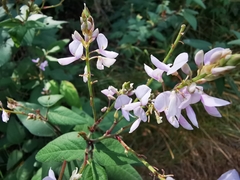 Desmodium lindheimeri