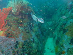 Spondyliosoma emarginatum