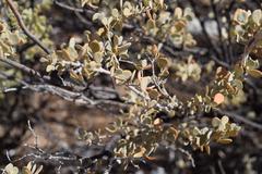 Tetraena prismatocarpa